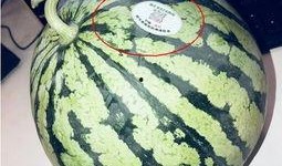 景德镇网红吃瓜,揭秘幕后故事与热门话题